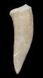 Inch Enchodus Tooth - Extinct Bony Fish #3412-1